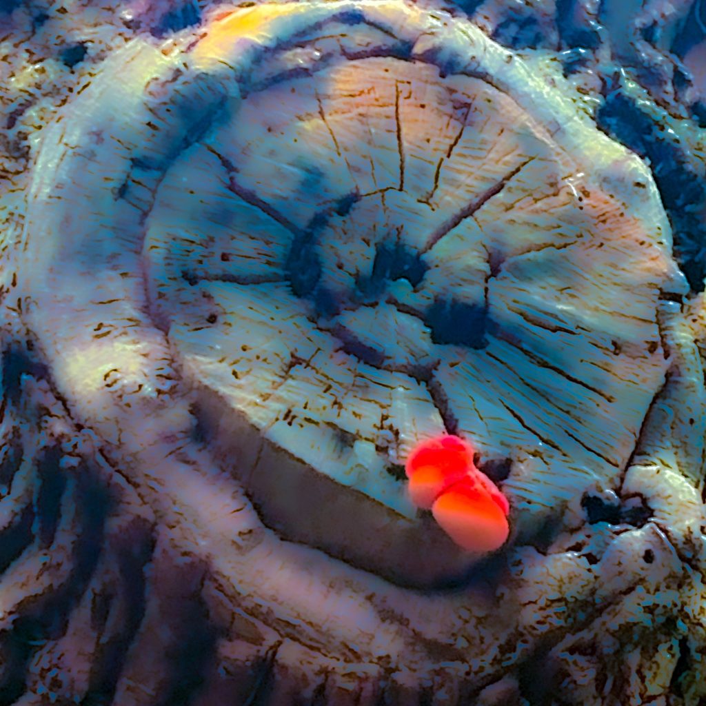 Red Fungi on Tree Stump Woolverstone Suffolk Rachel Meo Klint